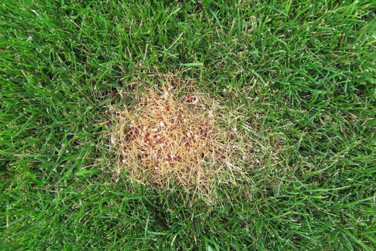 Unhealthy lawn due to chemical burn