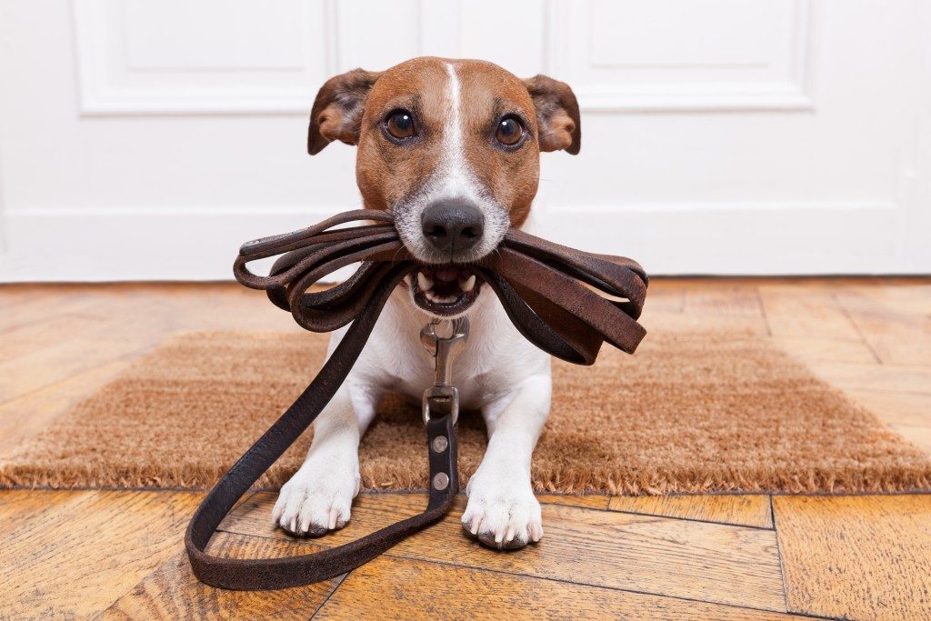 Puppy holding leash