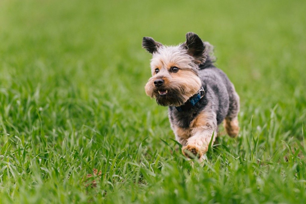 Puppy running on green grass