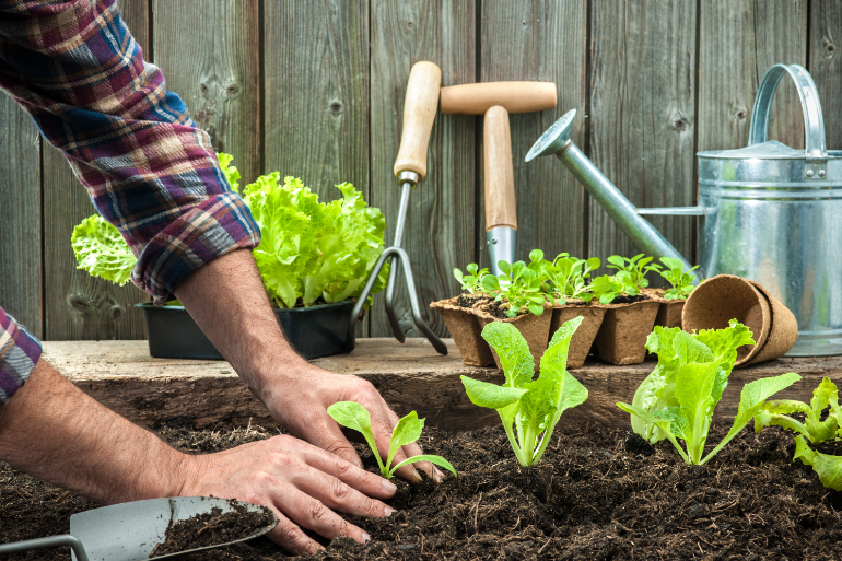 Man planting a vegetable