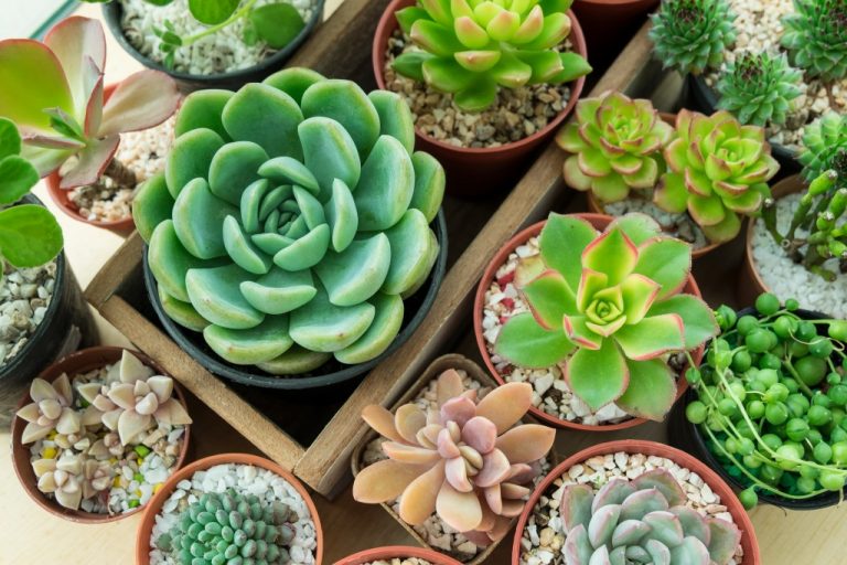 top view different types of succulents