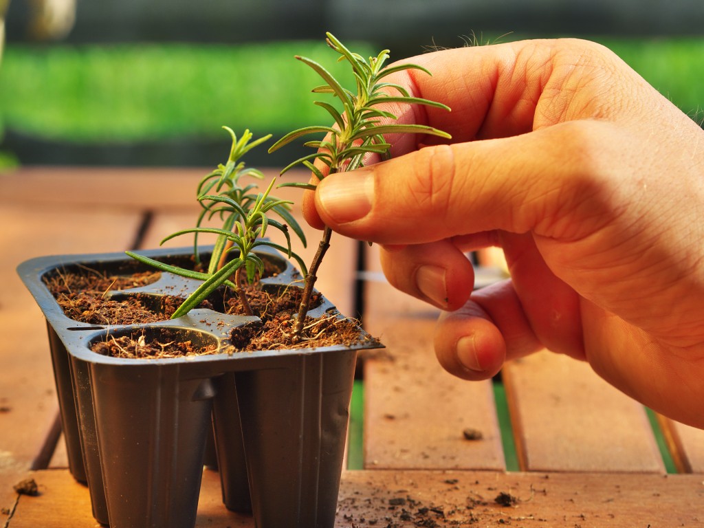 person's hand planting