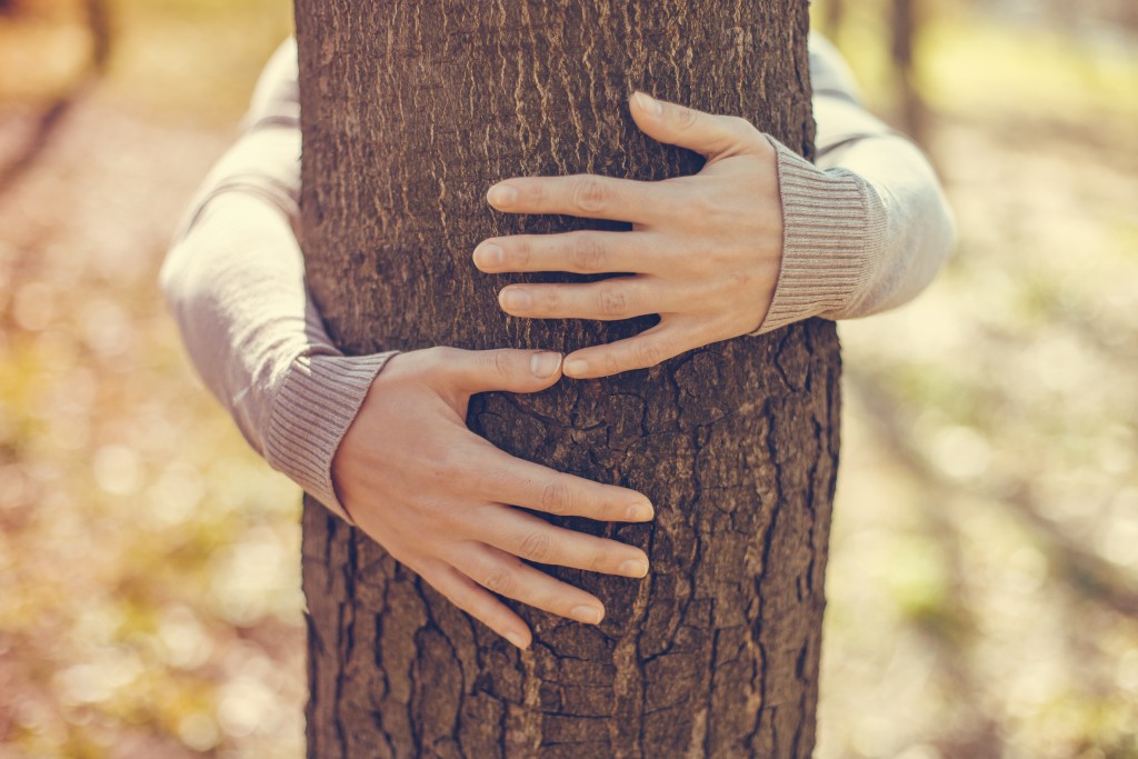 hug a tree