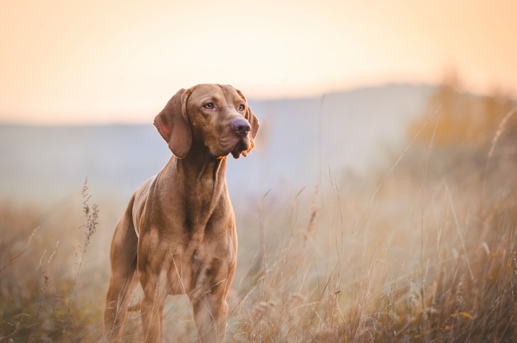 well-trained dog