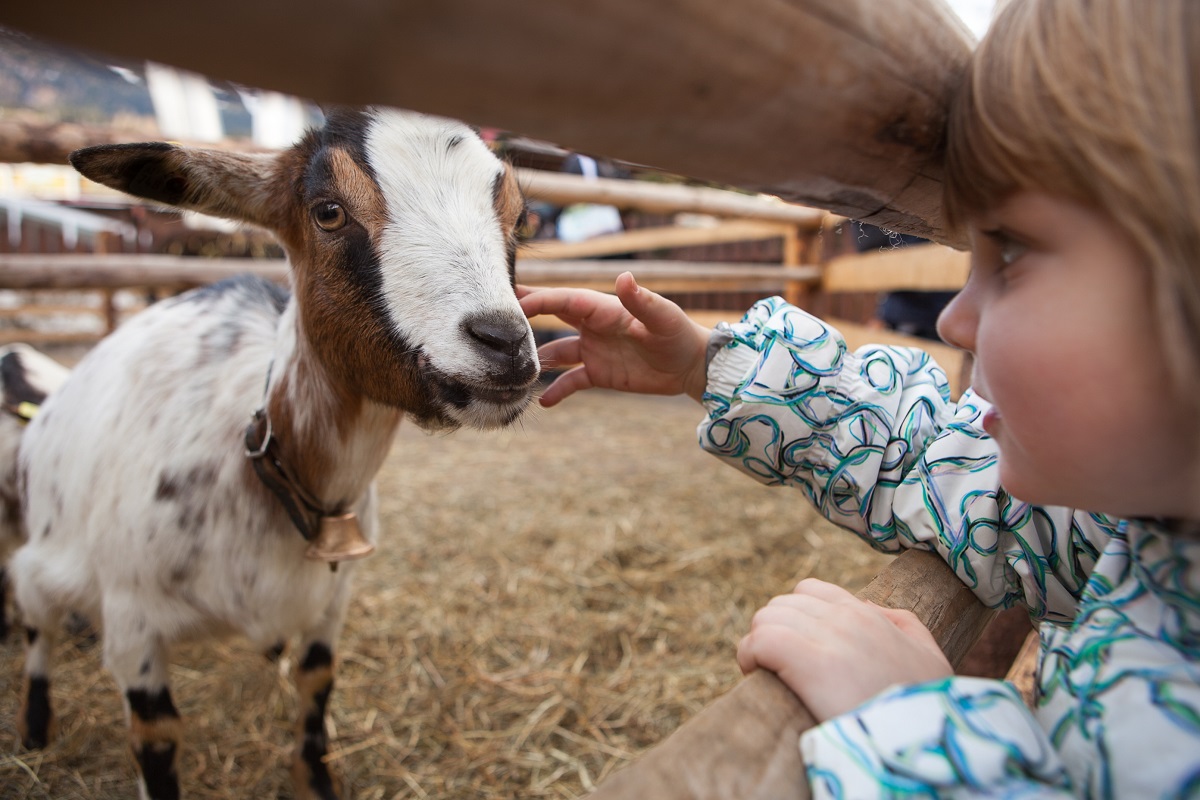 goat feisty pet