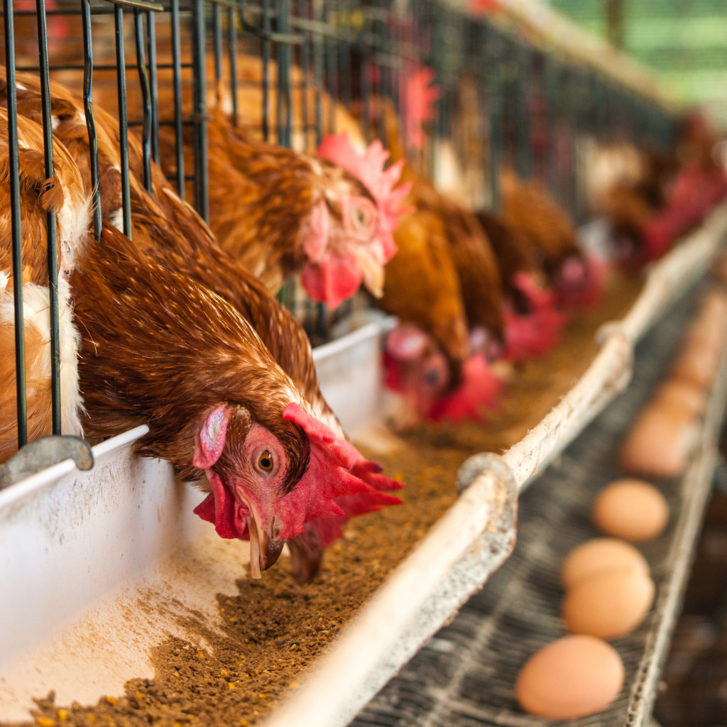 Hundreds of chicken eggs. Eating and eggs.