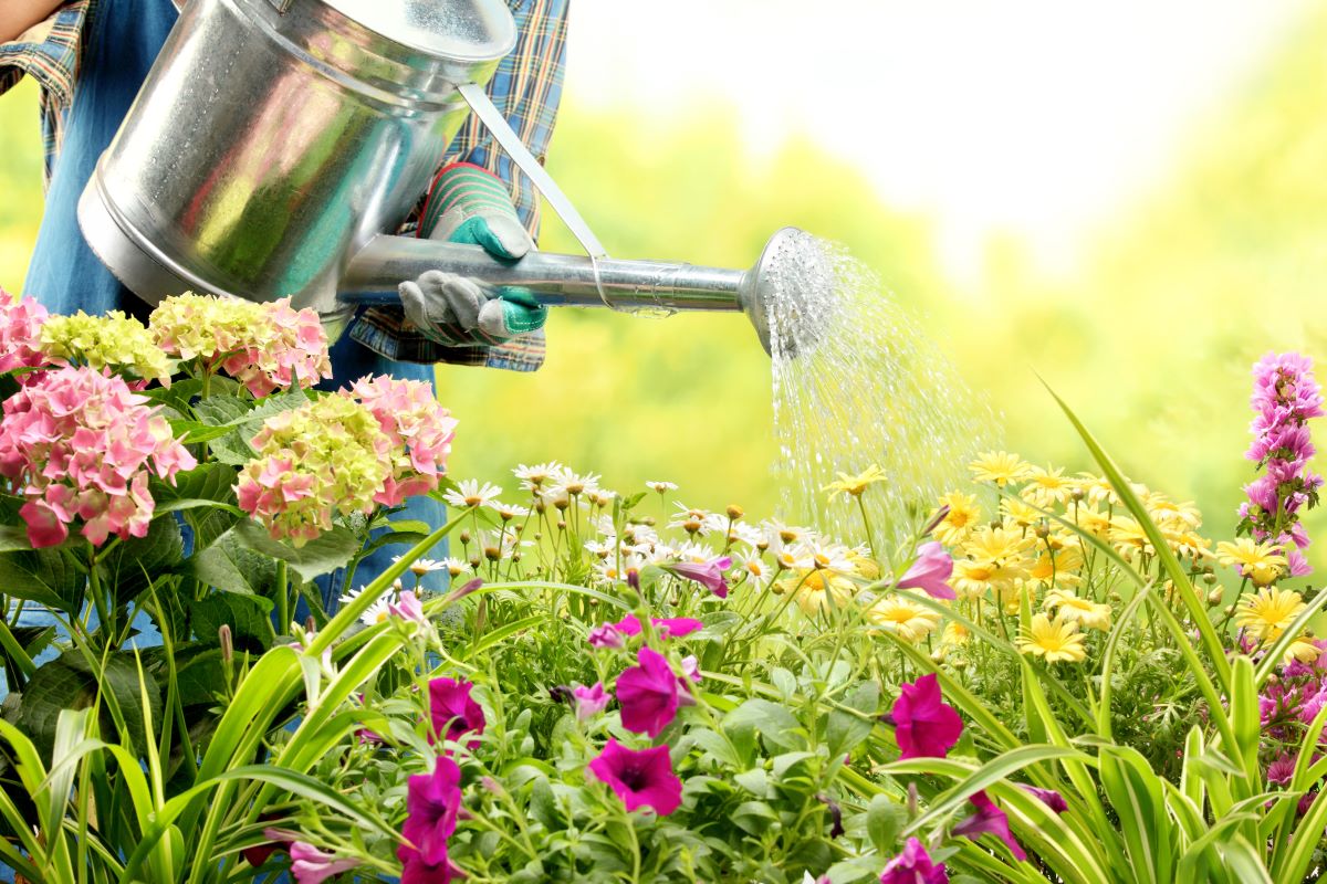 watering flowers