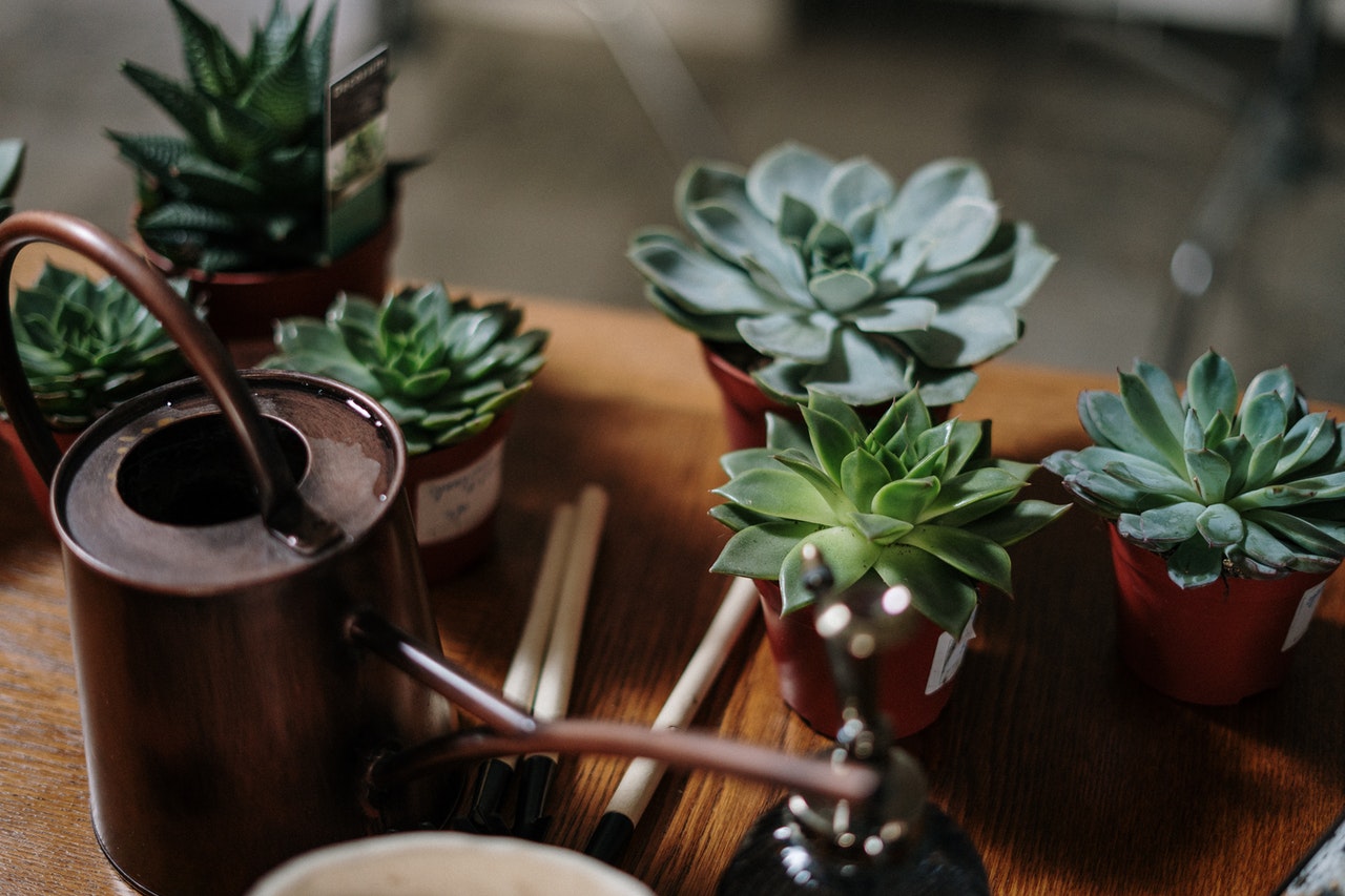 plants on a table