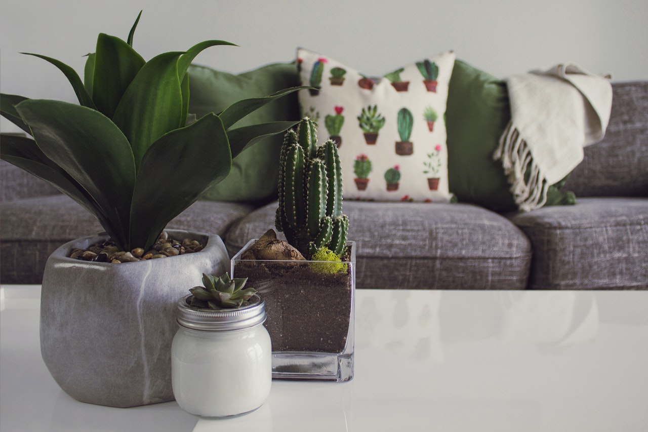 plants on the coffee table