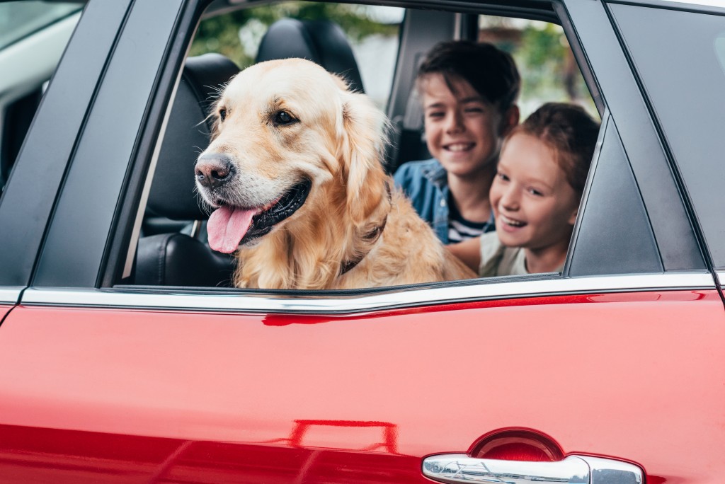 family dog during a trip