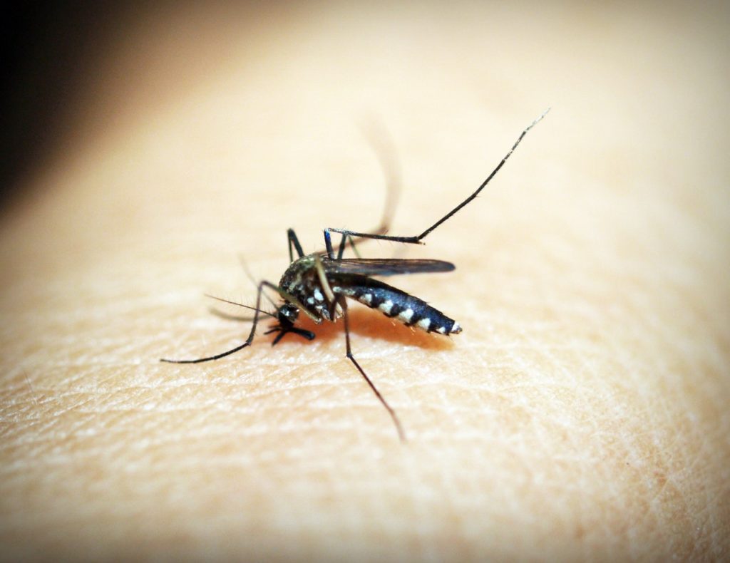 mosquito on human skin