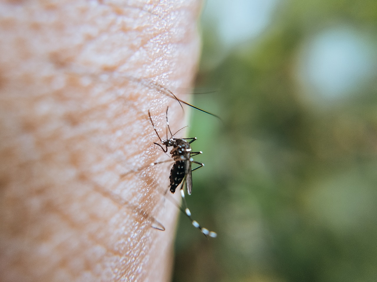 mosquito on skin