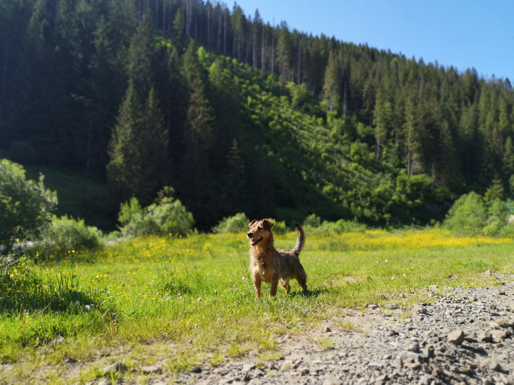 dog in a field