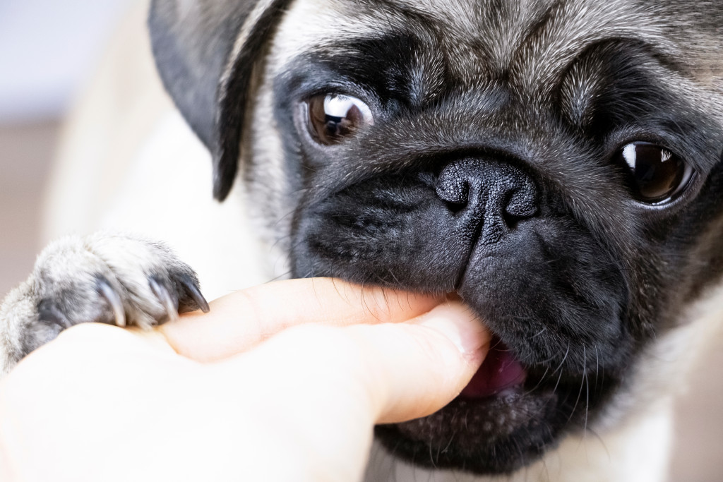 person feeding a pug