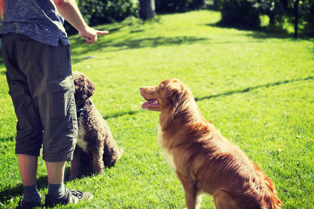 Dogs learning a few tricks