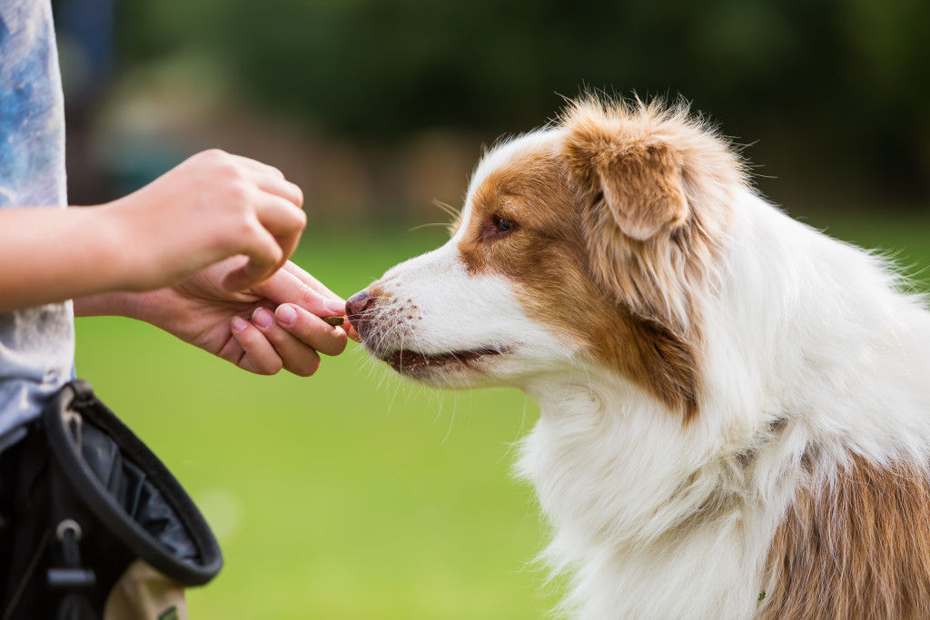 A teen handing treats to a dog.